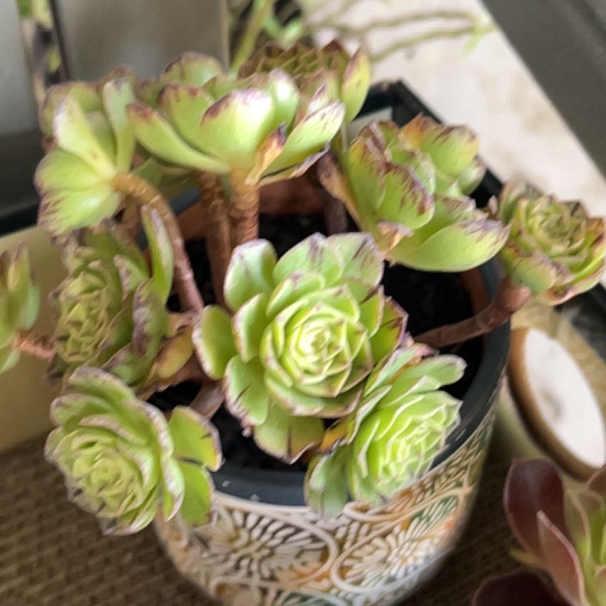 Photo of the plant species Aeonium by @SouthKauai named Colorado on Greg, the plant care app