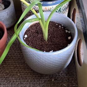Photo of the plant species Daylily by @SouthKauai named Janice on Greg, the plant care app
