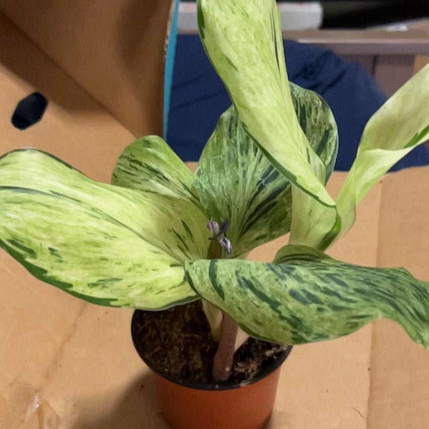 Photo of the plant species Lima Spiral Ginger by @SouthKauai named Bianca on Greg, the plant care app