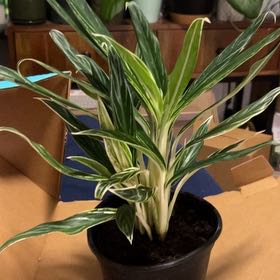 Photo of the plant species Chinese Evergreen Bai Kaw by @SouthKauai named January on Greg, the plant care app