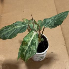 Photo of the plant species Philodendron gloriosum 'Snow Leopard' Variegated by @SouthKauai named Zora on Greg, the plant care app