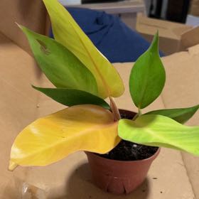 Photo of the plant species Tangerine Philodendron by @SouthKauai named Dylan on Greg, the plant care app