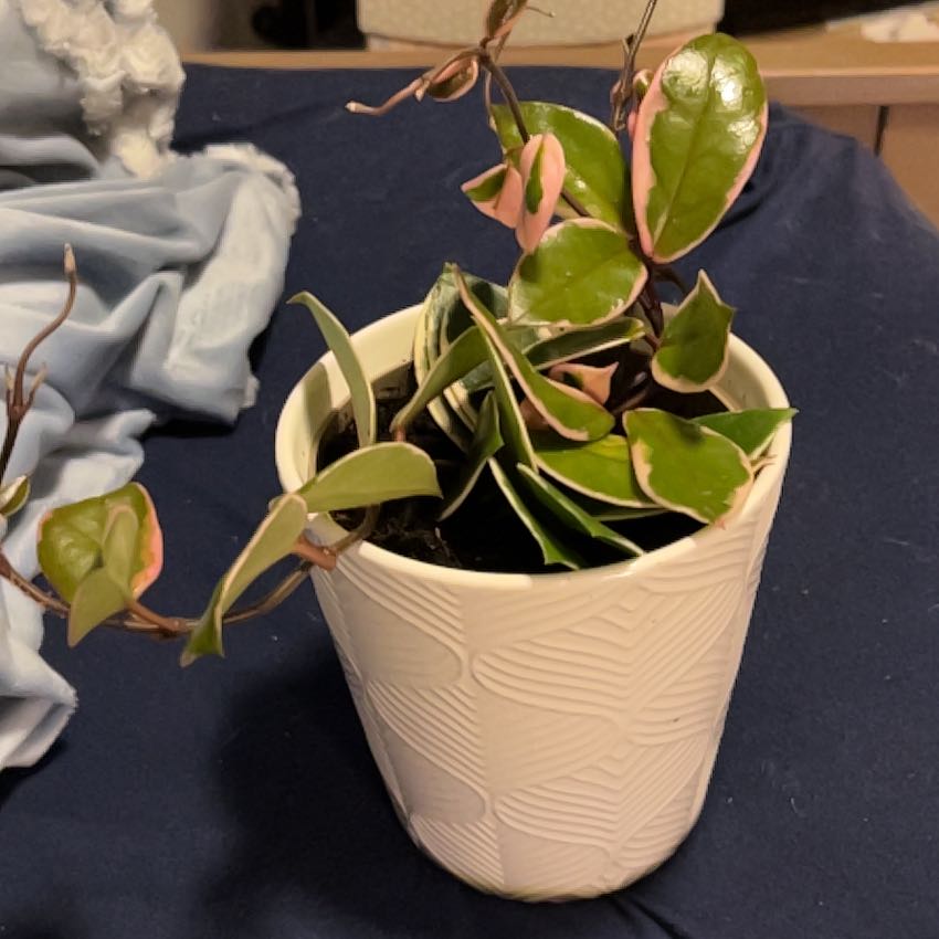Photo of the plant species Flamingo Hoya by @SouthKauai named Fynn on Greg, the plant care app