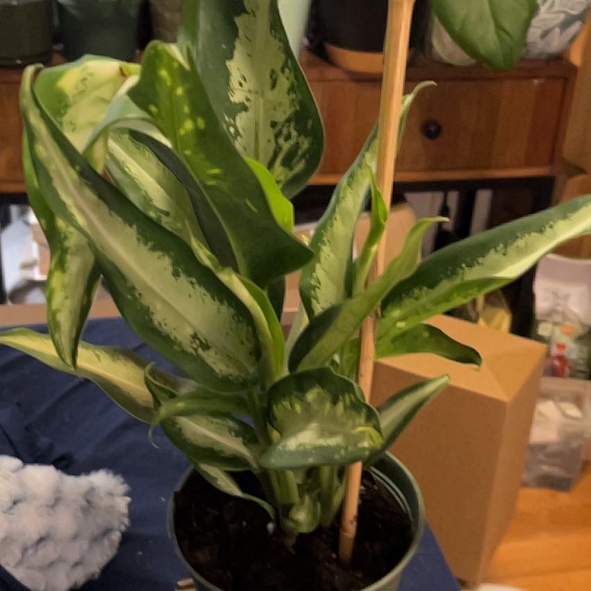 Photo of the plant species Dieffenbachia 'Panther' by @SouthKauai named Puma on Greg, the plant care app