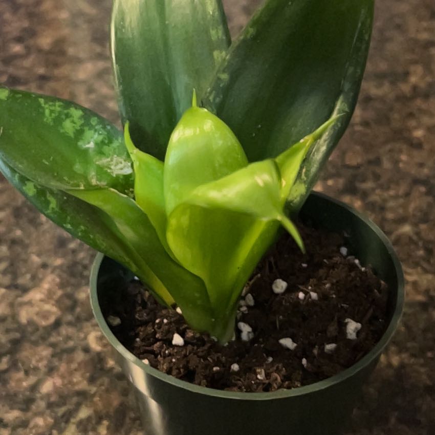 Photo of the plant species Hahanii by @SouthKauai named Sedona on Greg, the plant care app