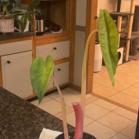 Photo of the plant species Colocasia 'Royal Hawaiian Hawaiian Punch' by @SouthKauai named Hanalei on Greg, the plant care app