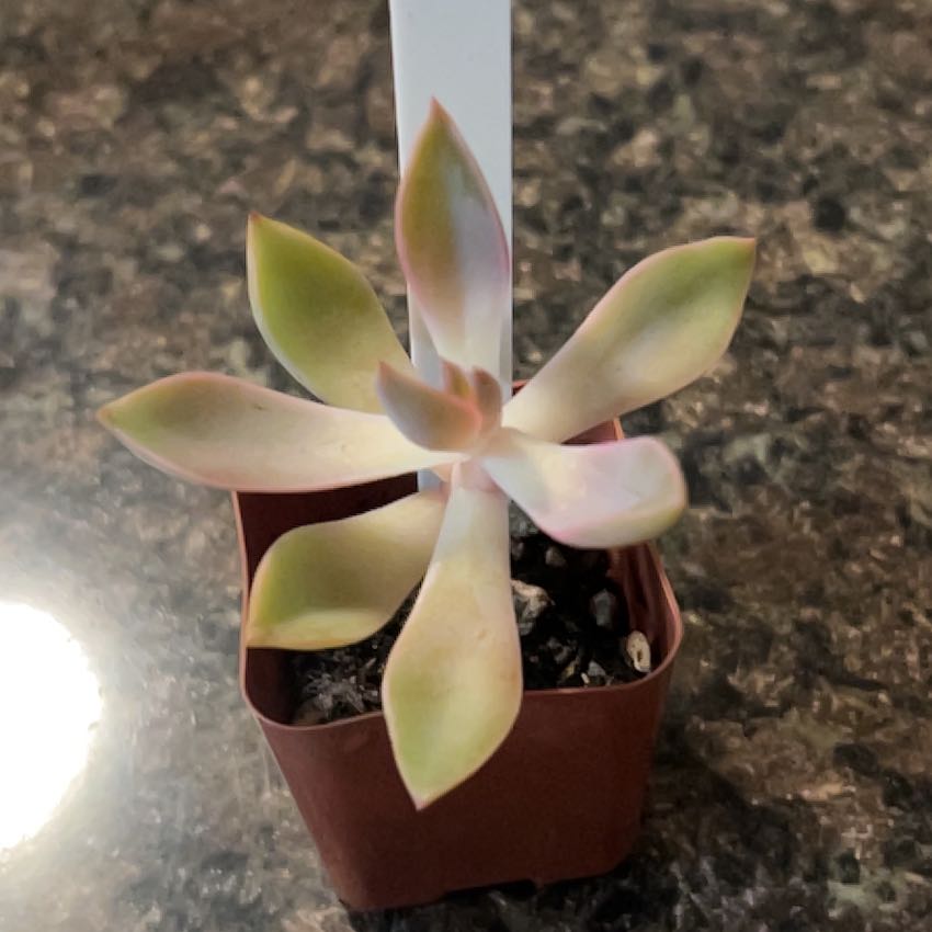 Photo of the plant species Graptoveria 'Jules' by @SouthKauai named Lucky on Greg, the plant care app