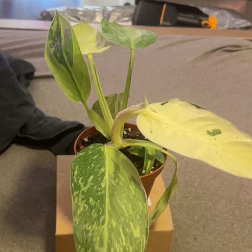 Photo of the plant species Philodendron 'Jose Buono' by @SouthKauai named Donati on Greg, the plant care app