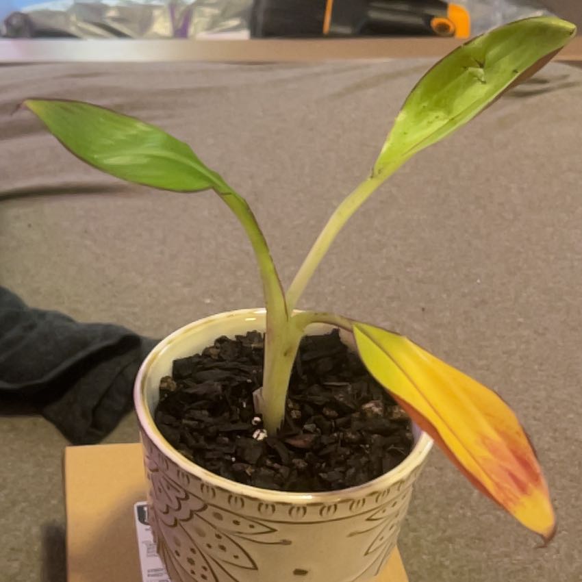 Photo of the plant species Musa 'Siam Ruby' by @SouthKauai named Michelle Branch on Greg, the plant care app