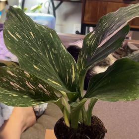 Photo of the plant species Ginger Species by @SouthKauai named Endeavor on Greg, the plant care app