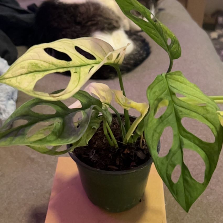 Photo of the plant species Monstera Adansonii Variegated by @SouthKauai named Apollo on Greg, the plant care app