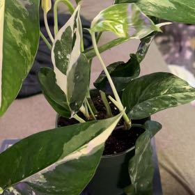 Photo of the plant species Albo Epipremnum Pinnatum by @SouthKauai named Wasabi on Greg, the plant care app