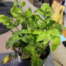 Photo of the plant species Golden Zebra Fern by @SouthKauai named Zaniah on Greg, the plant care app