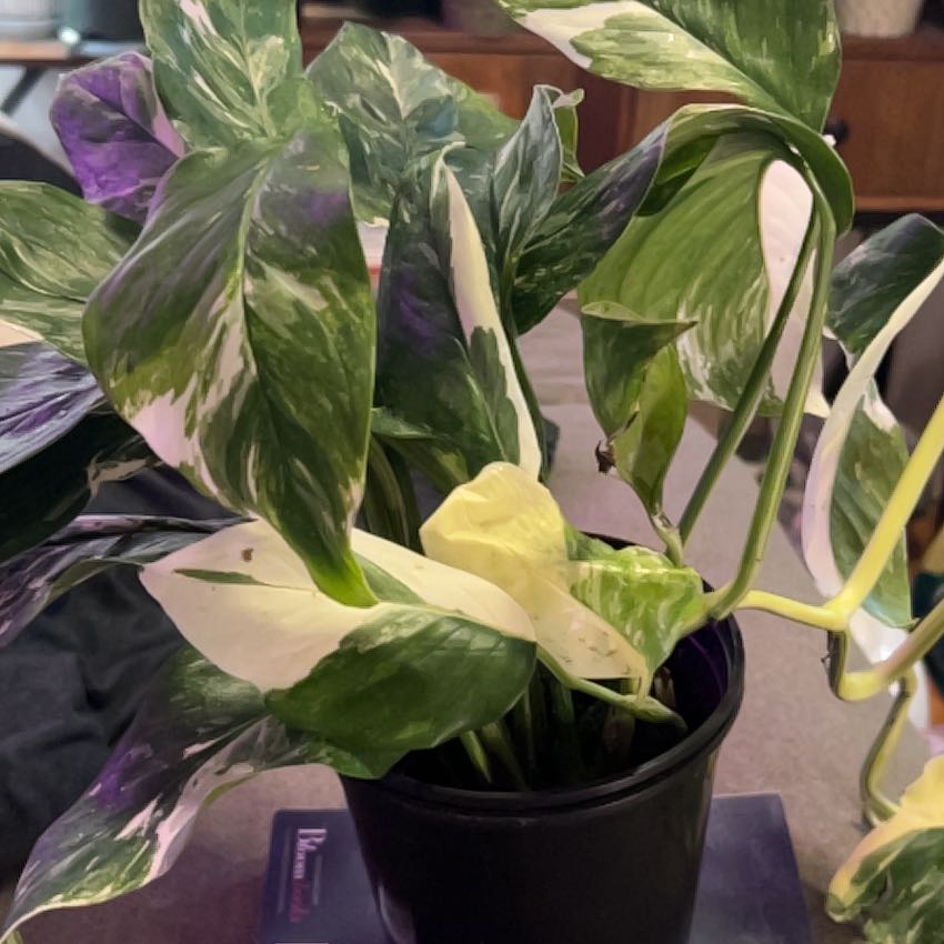 Photo of the plant species Monstera lechleriana 'Variegata' by @SouthKauai named Artemis on Greg, the plant care app