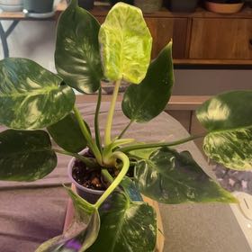 Photo of the plant species Philodendron 'Giganteum' by @SouthKauai named Titan on Greg, the plant care app