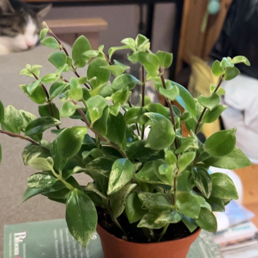 Photo of the plant species Variegated Lipstick Vine by @SouthKauai named Sitka on Greg, the plant care app
