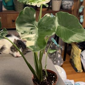 Photo of the plant species Alocasia Okinawa Silver by @SouthKauai named Galaxy on Greg, the plant care app
