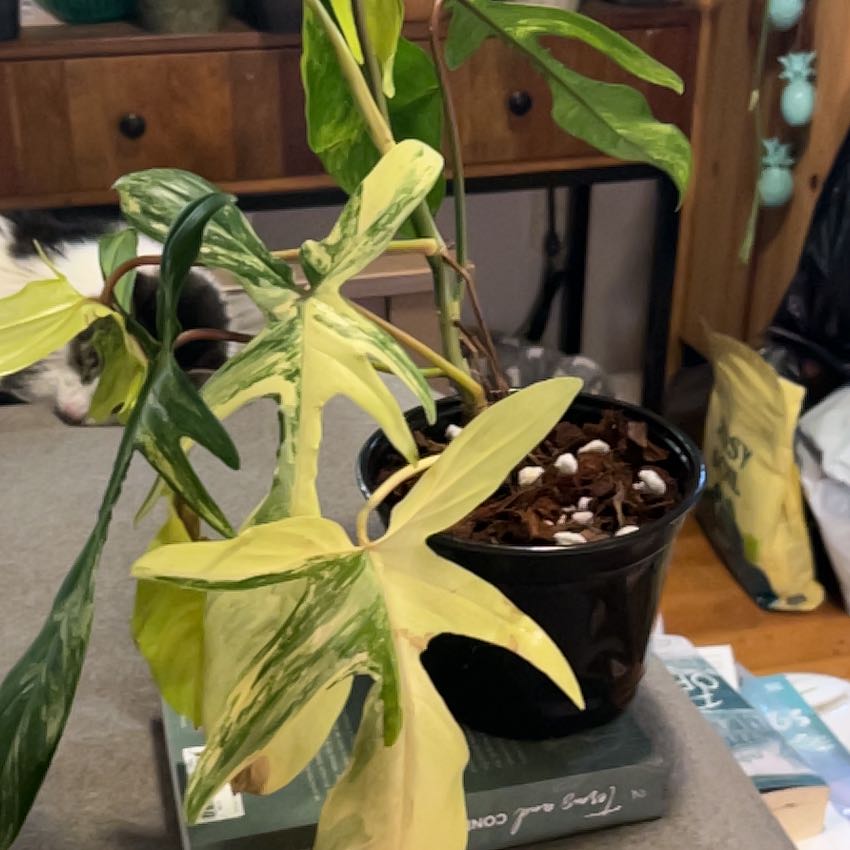 Photo of the plant species Variegated Florida Beauty Philodendron by @SouthKauai named Miami on Greg, the plant care app