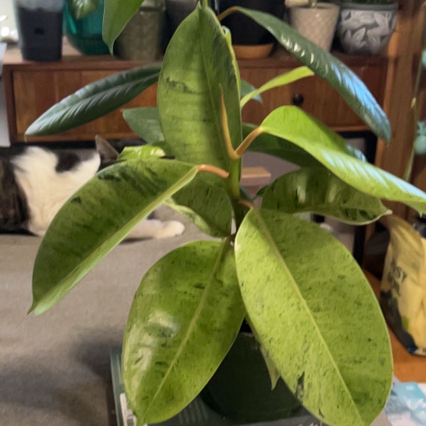 Photo of the plant species Ficus Shivereana by @SouthKauai named Kenai on Greg, the plant care app