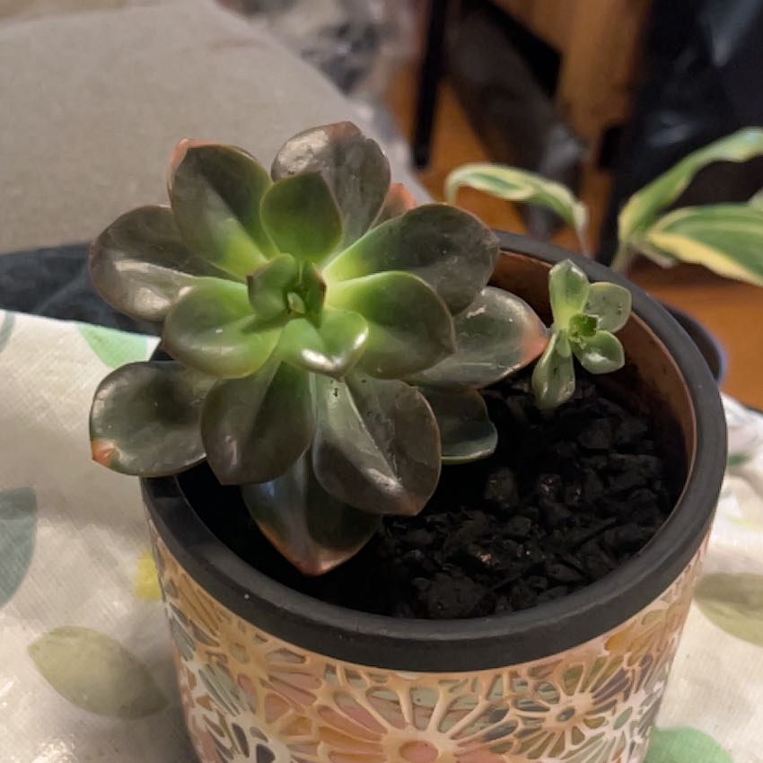Photo of the plant species Echeveria 'Chroma' by @SouthKauai named Sahara on Greg, the plant care app
