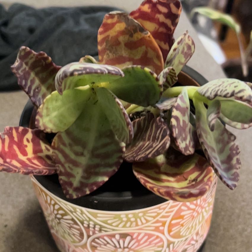 Photo of the plant species Kalanchoe 'Desert Surprise' by @SouthKauai named Mohave on Greg, the plant care app