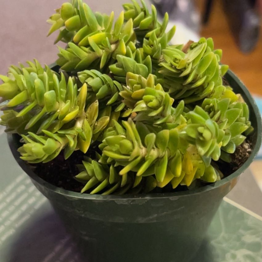 Photo of the plant species Crassula 'Spiralis Estagnol' by @SouthKauai named Sonoma on Greg, the plant care app