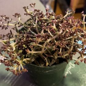 Photo of the plant species Tiger Jade by @SouthKauai named Morgan Treeman on Greg, the plant care app