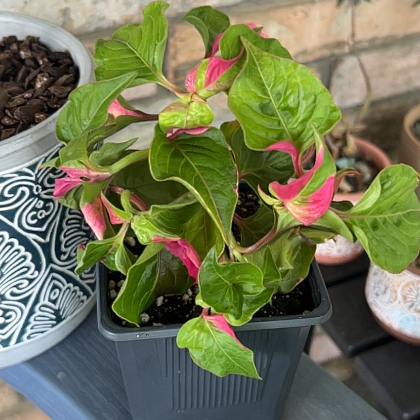 Photo of the plant species Party Time Alternanthera by @SouthKauai named Cat on Greg, the plant care app