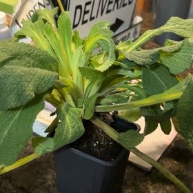 Photo of the plant species Common Foxglove by @SouthKauai named Foxxy on Greg, the plant care app