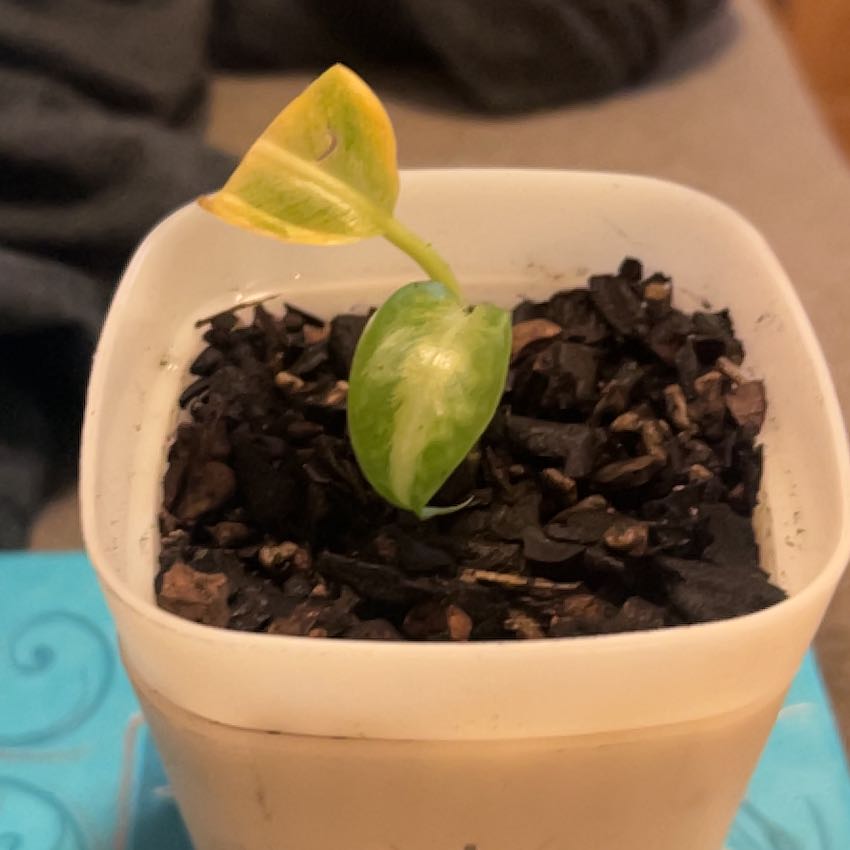 Photo of the plant species Dieffenbachia 'Panther' by @SouthKauai named Panther on Greg, the plant care app