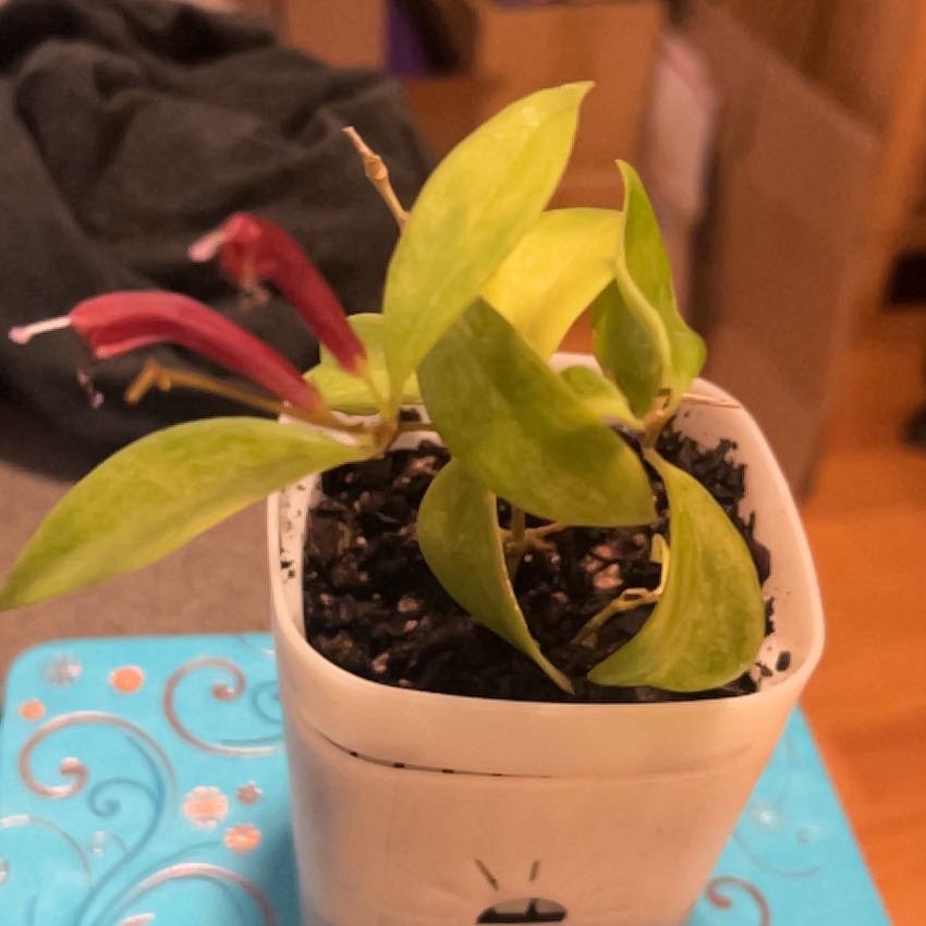 Photo of the plant species Lipstick Plant by @SouthKauai named Lyric on Greg, the plant care app