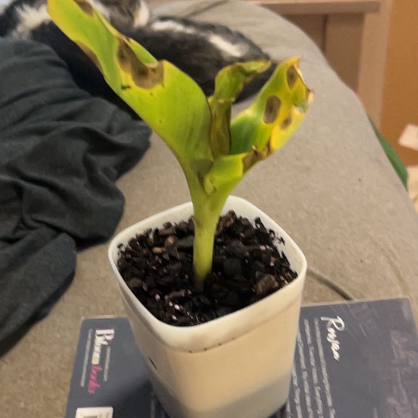 Photo of the plant species Abyssinian Banana by @SouthKauai named Treeyoncé on Greg, the plant care app