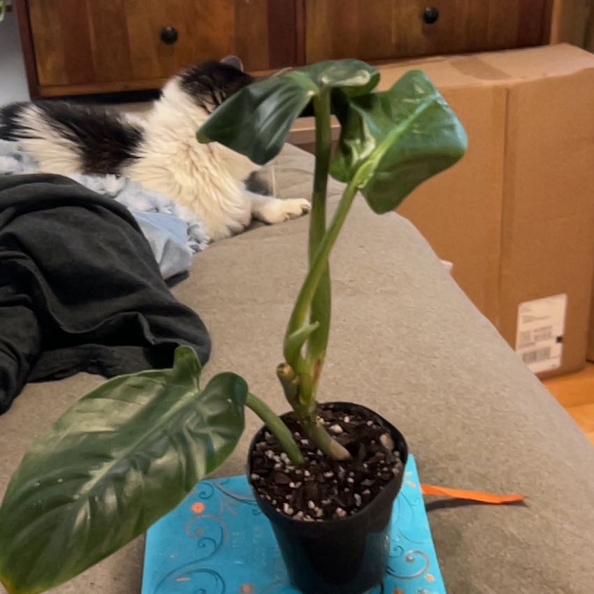 Photo of the plant species Philodendron subhastatum by @SouthKauai named Sky on Greg, the plant care app