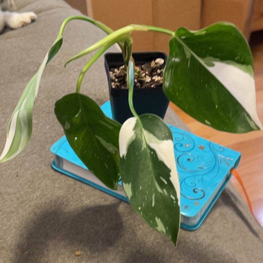Photo of the plant species White Knight Philodendron by @SouthKauai named Storm on Greg, the plant care app