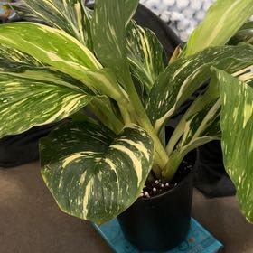 Photo of the plant species Aromatic Ginger by @SouthKauai named Stella on Greg, the plant care app