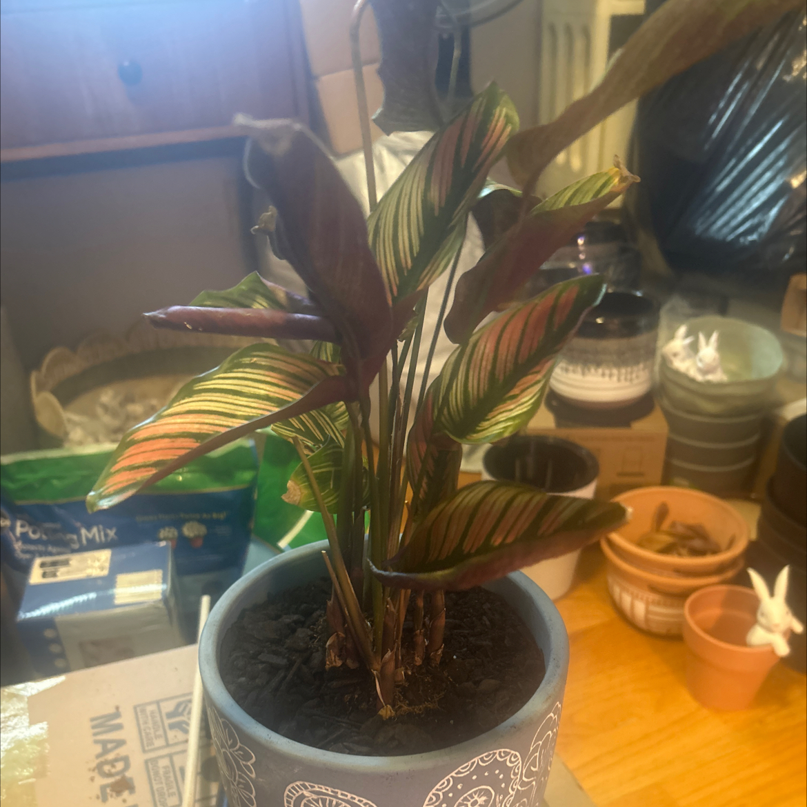 Photo of the plant species White Star by @SouthKauai named Naomi on Greg, the plant care app