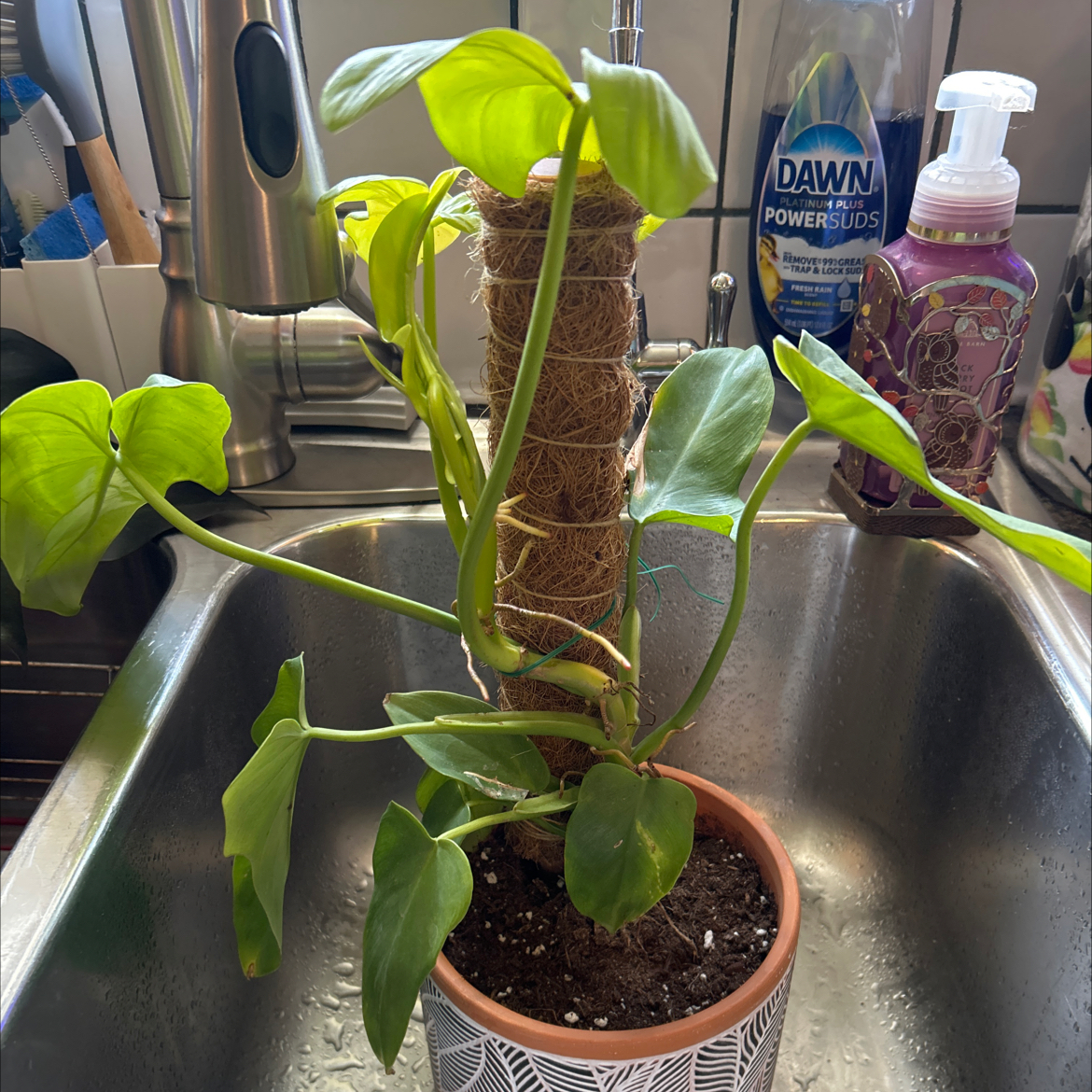 Photo of the plant species Philodendron Gold Violin by @SouthKauai named Vee on Greg, the plant care app