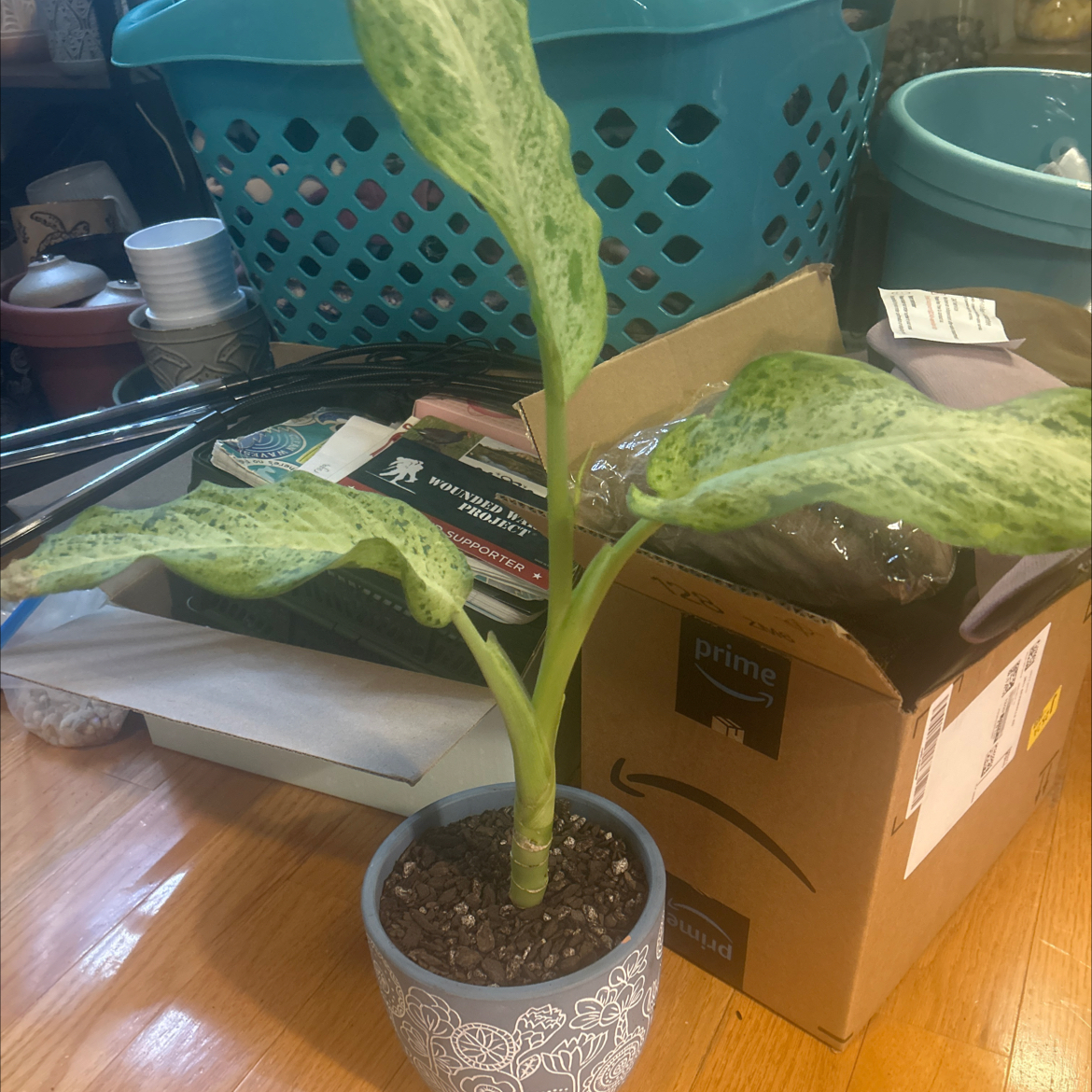 Photo of the plant species Dieffenbachia 'Maui Wowie' by @SouthKauai named Freckles on Greg, the plant care app