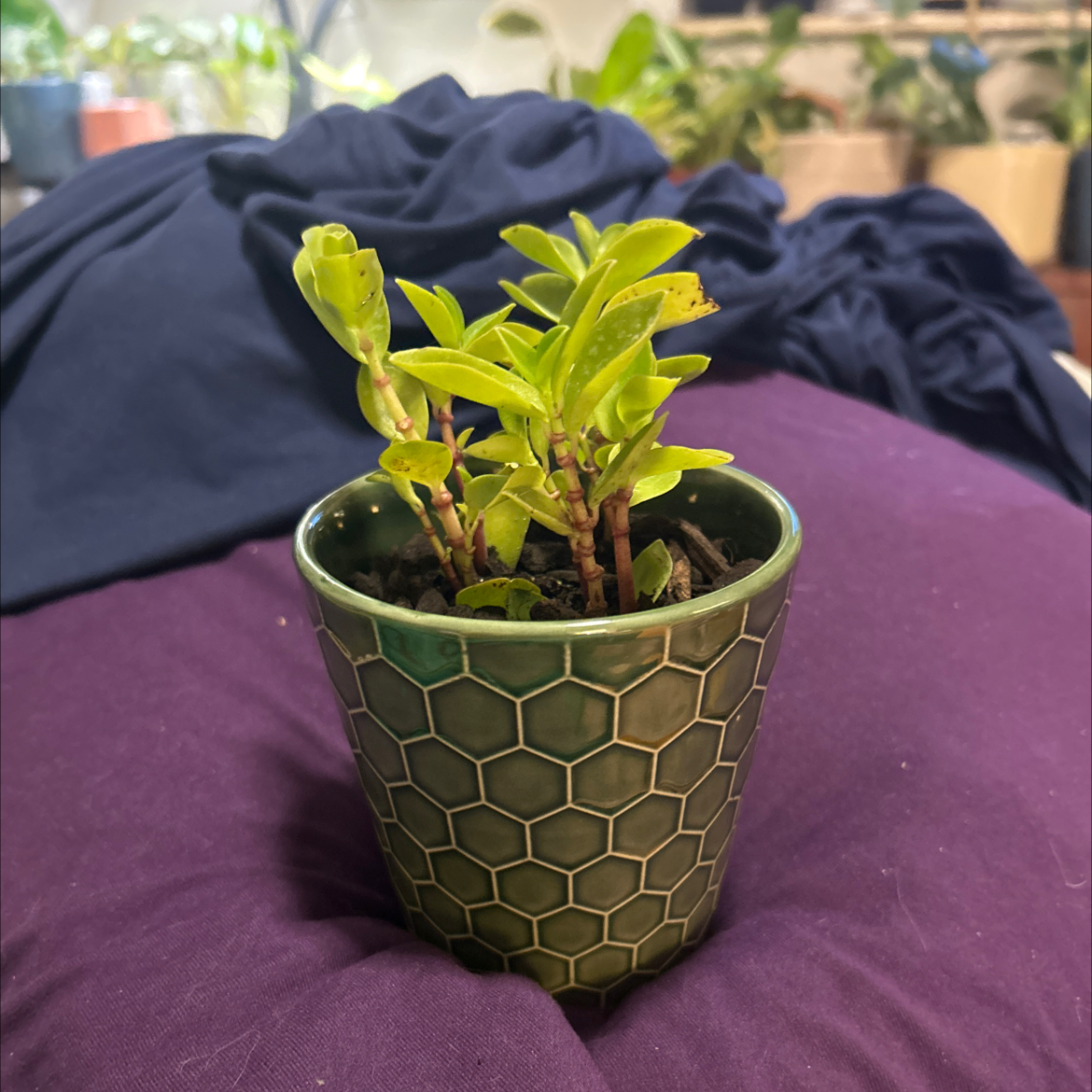 Photo of the plant species Peperomia 'Bamboo Stalks' by @SouthKauai named Panda on Greg, the plant care app