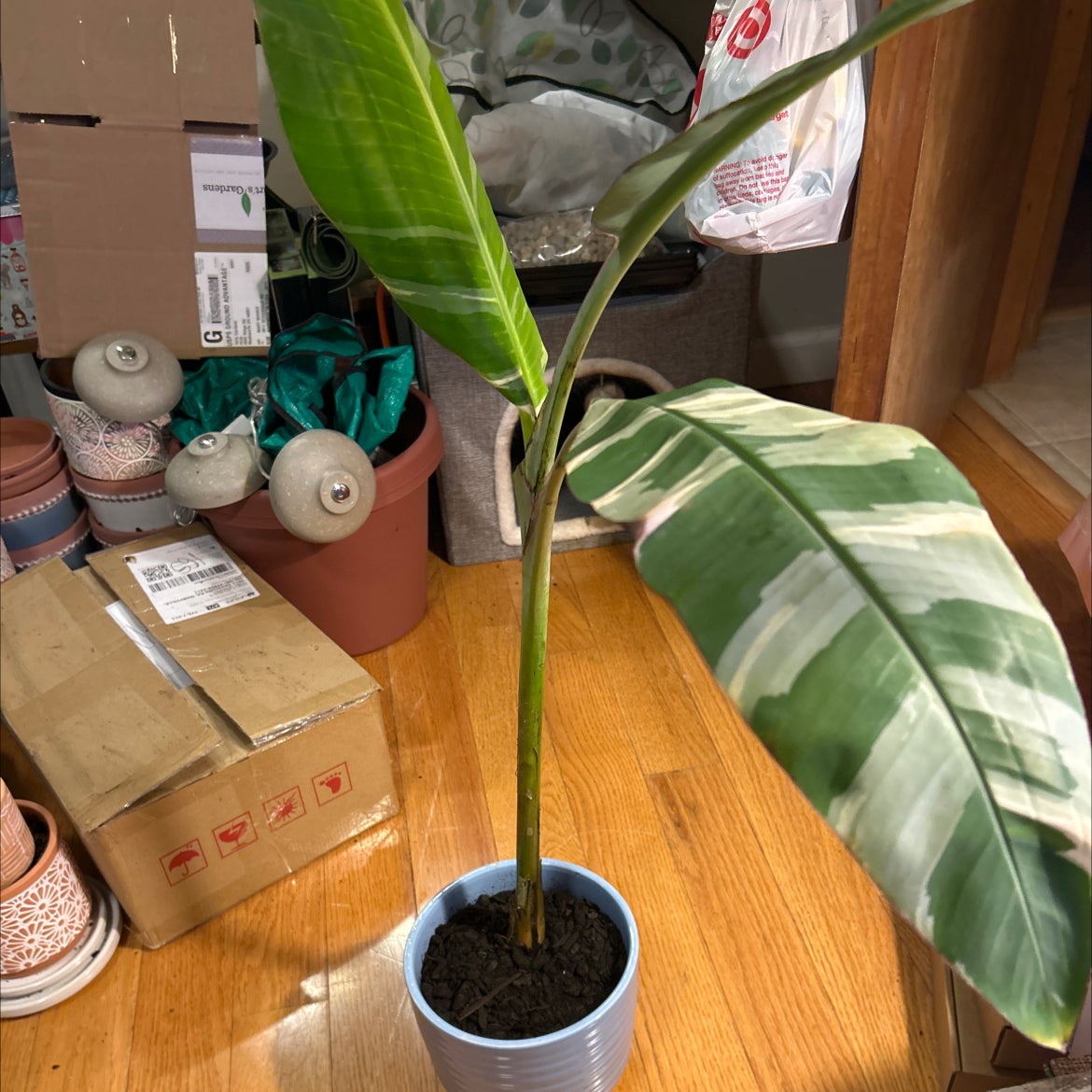 Photo of the plant species Ae Ae Banana by @SouthKauai named Bali on Greg, the plant care app