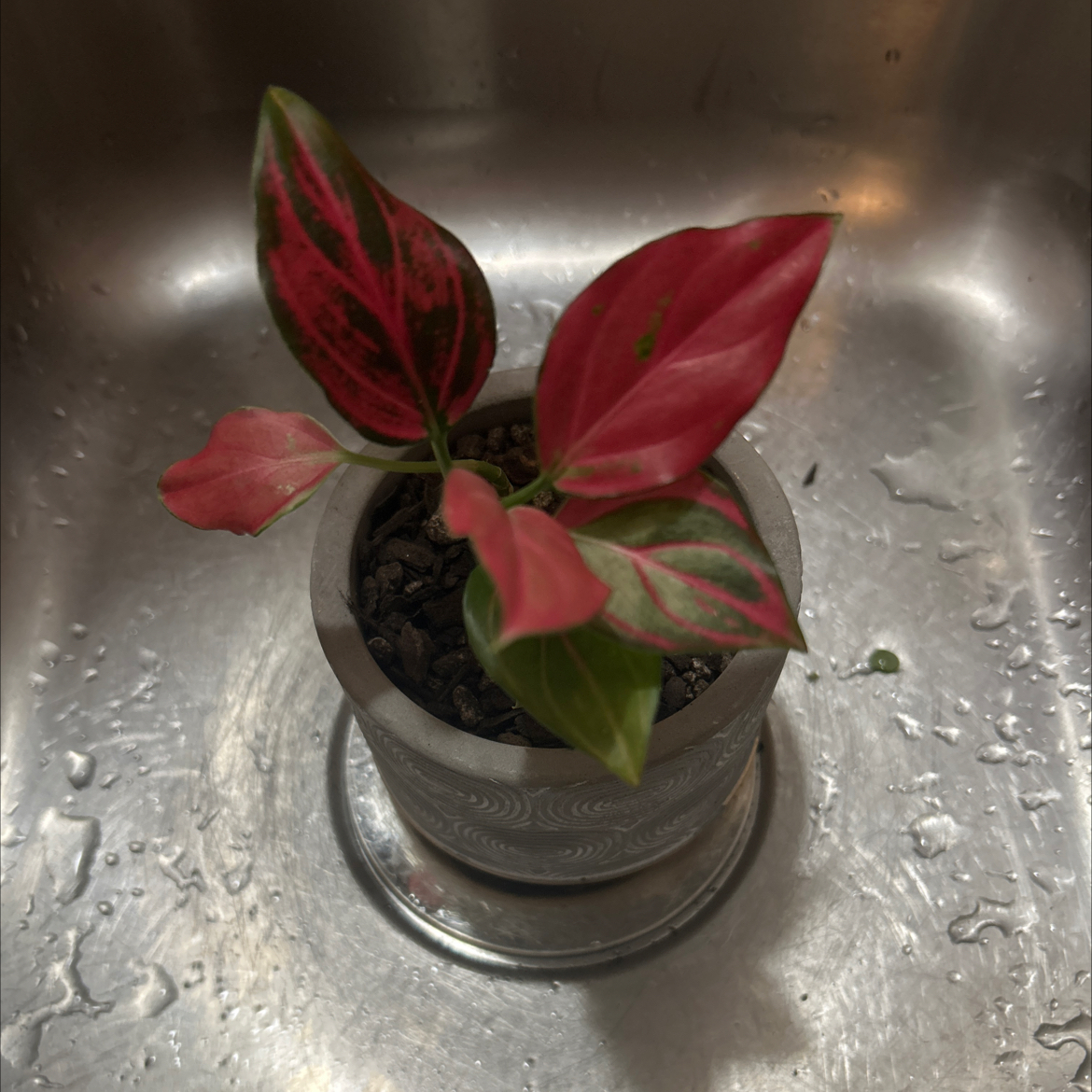 Photo of the plant species Red King by @SouthKauai named Makena on Greg, the plant care app