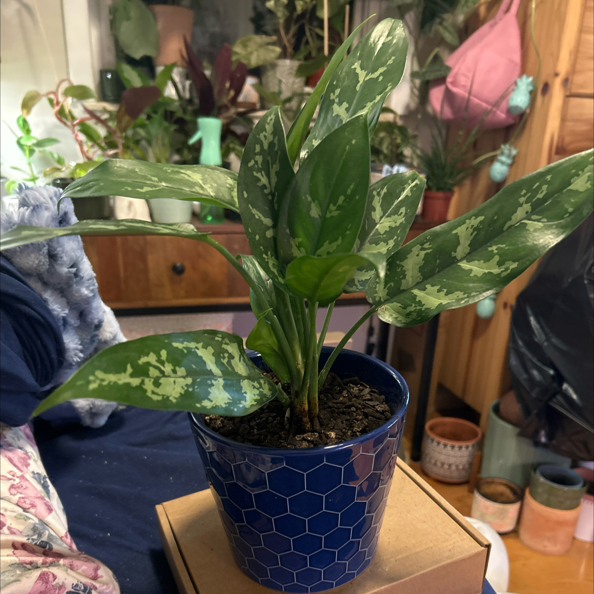Photo of the plant species Aglaonema 'Tigress' by @SouthKauai named Alice on Greg, the plant care app