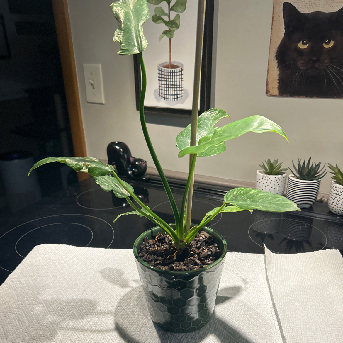 Photo of the plant species Philodendron Golden Dragon by @SouthKauai named Jynx on Greg, the plant care app