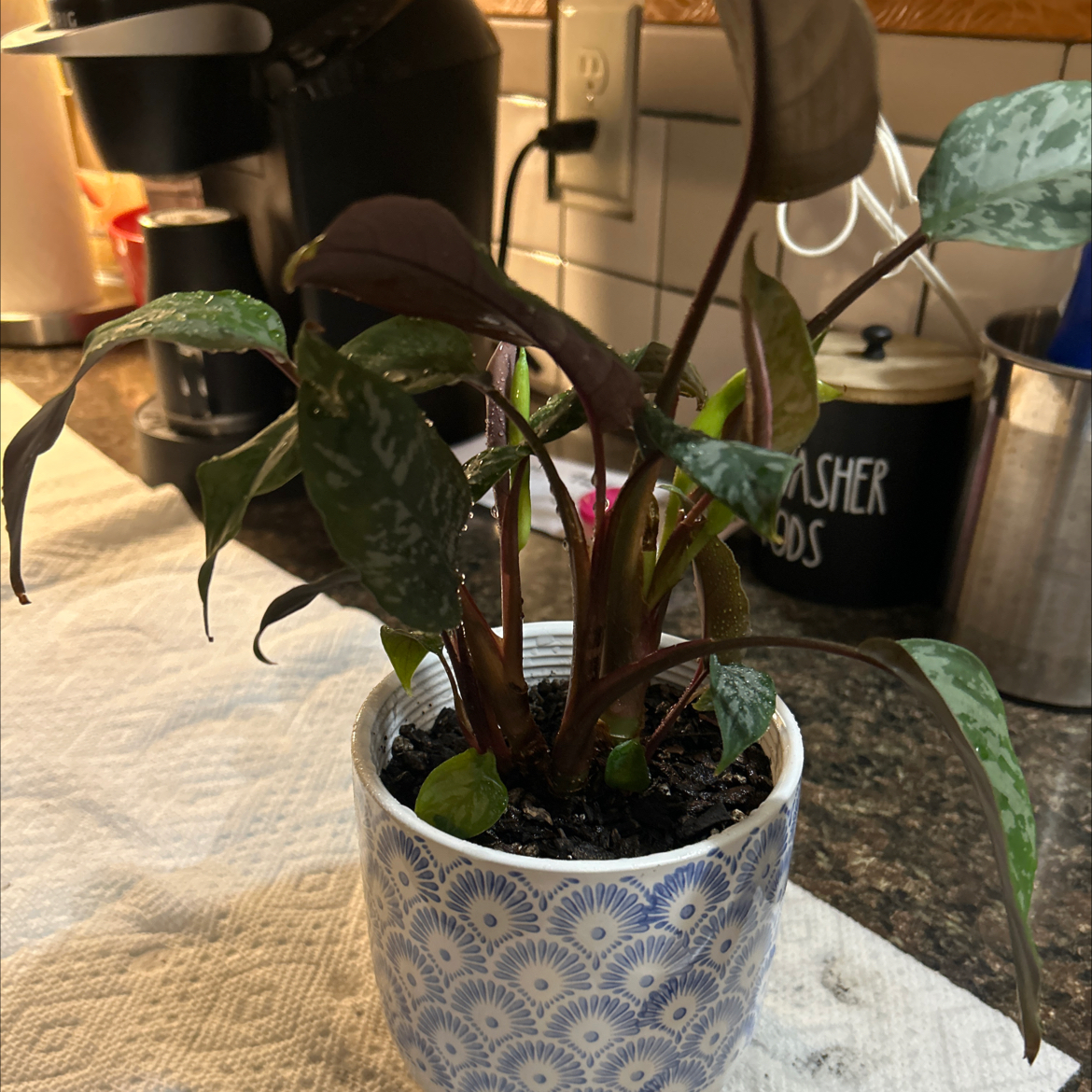 Photo of the plant species Purple Sword by @SouthKauai named Lillian on Greg, the plant care app