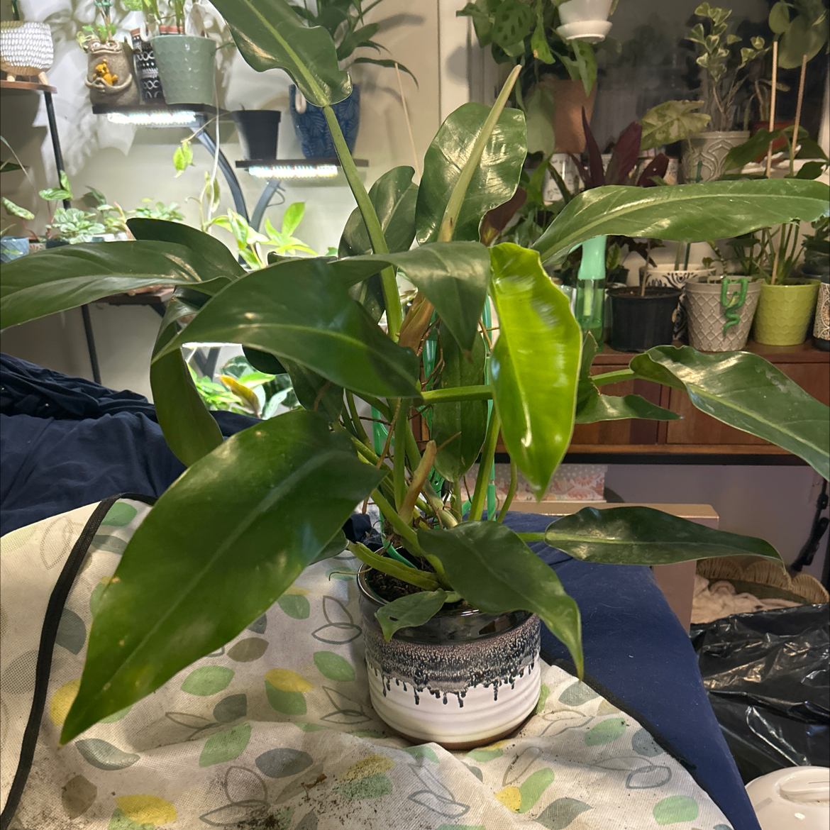 Photo of the plant species Philodendron Ruizii by @SouthKauai named Rocket on Greg, the plant care app