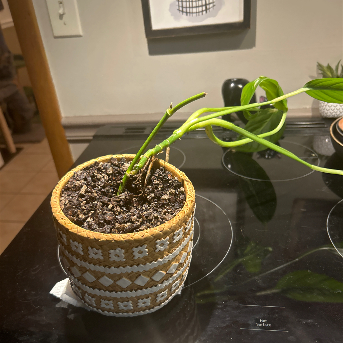 Photo of the plant species Monstera lechleriana by @SouthKauai named Dash on Greg, the plant care app
