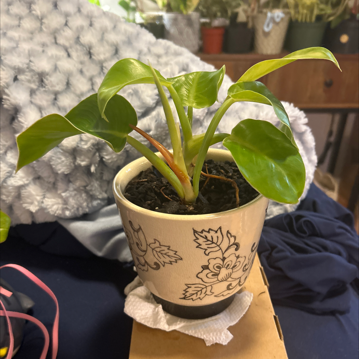 Photo of the plant species Philodendron 'Imperial Gold' by @SouthKauai named Amber on Greg, the plant care app