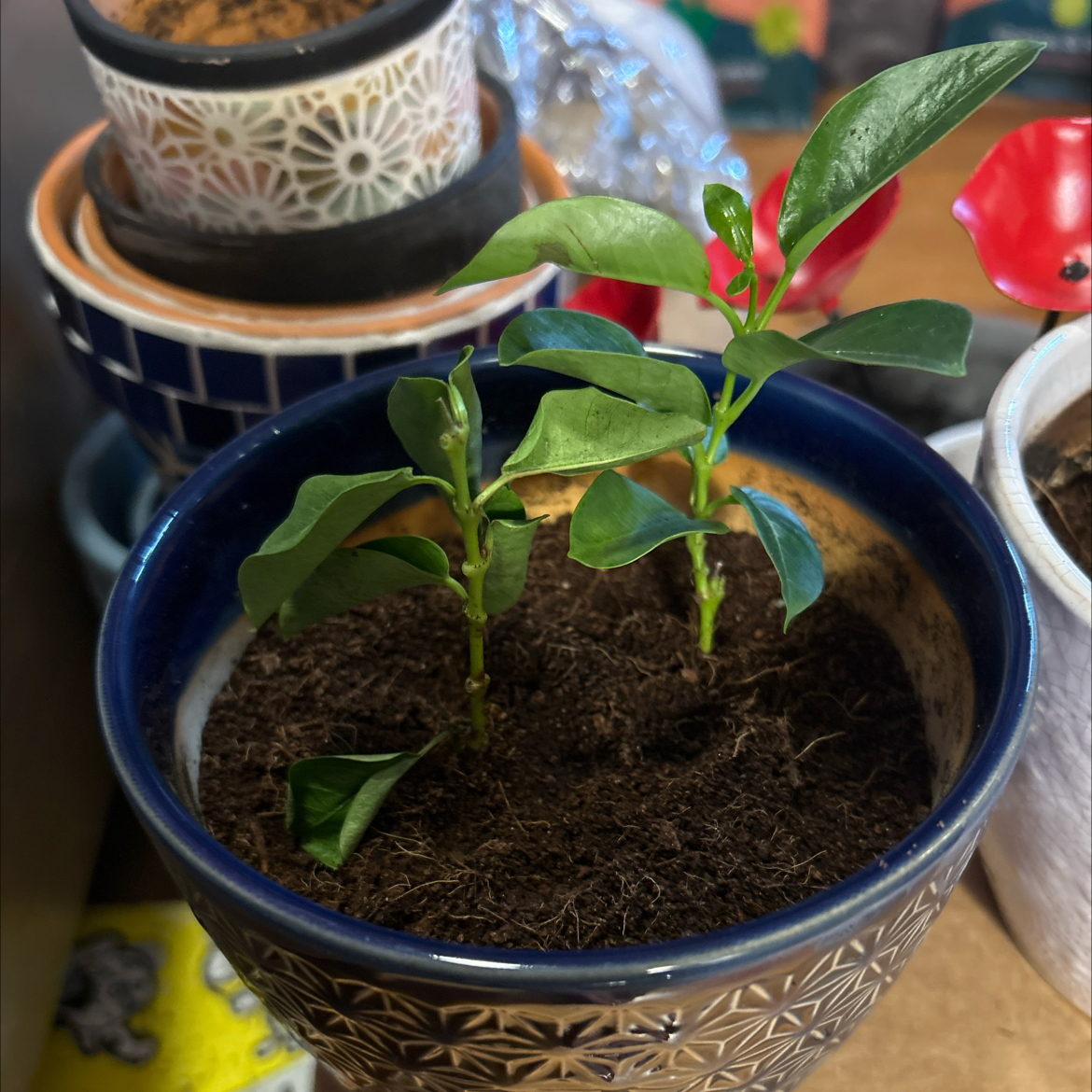 Photo of the plant species Red Mandevilla by @SouthKauai named Freedom on Greg, the plant care app