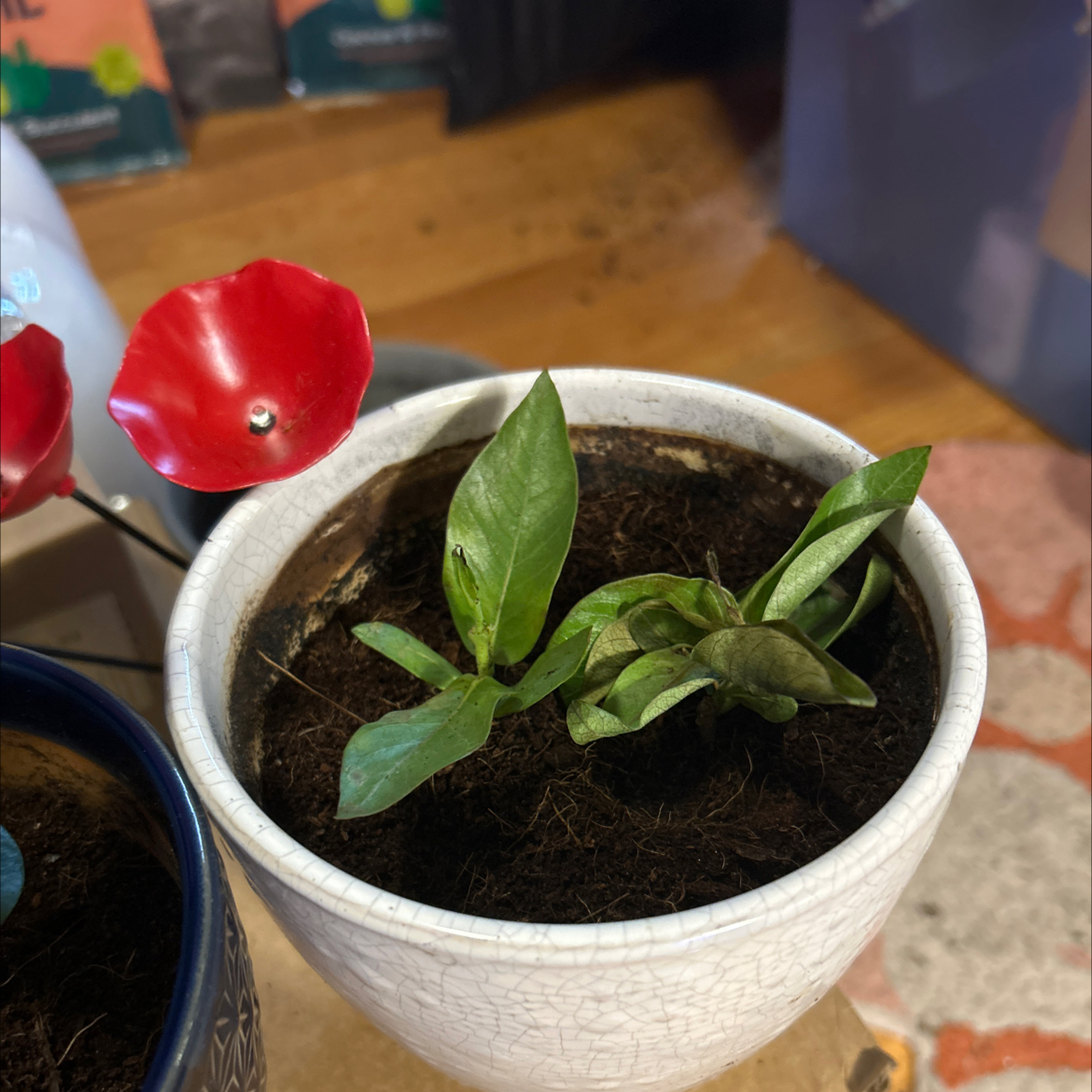 Photo of the plant species 'Bluephoria' by @SouthKauai named Indigo on Greg, the plant care app