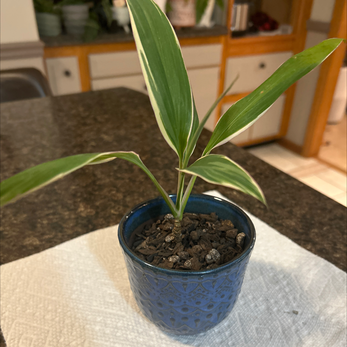 Photo of the plant species Cordyline fruticosa 'Pink Diamond' by @SouthKauai named Zoe on Greg, the plant care app